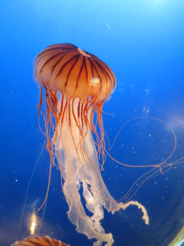 Still jellyfish