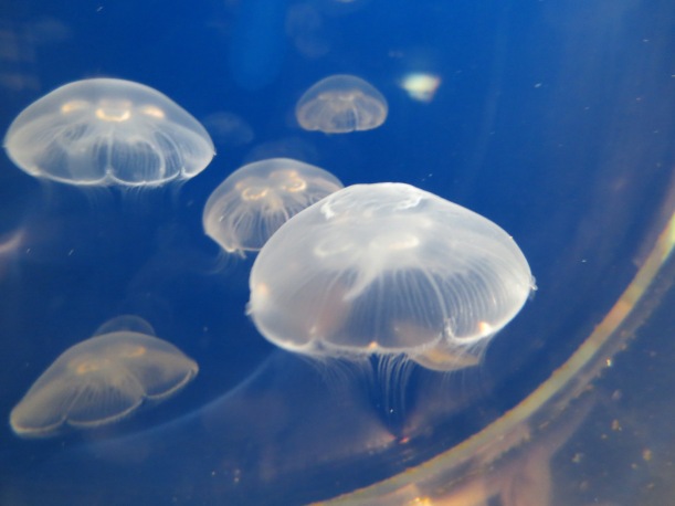 NOT jellyfish mama. These are called Sorlers. Duh.
