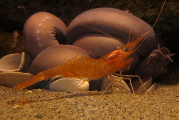 Merner, the shrimp. That big gross thing behind Merner went unnamed.